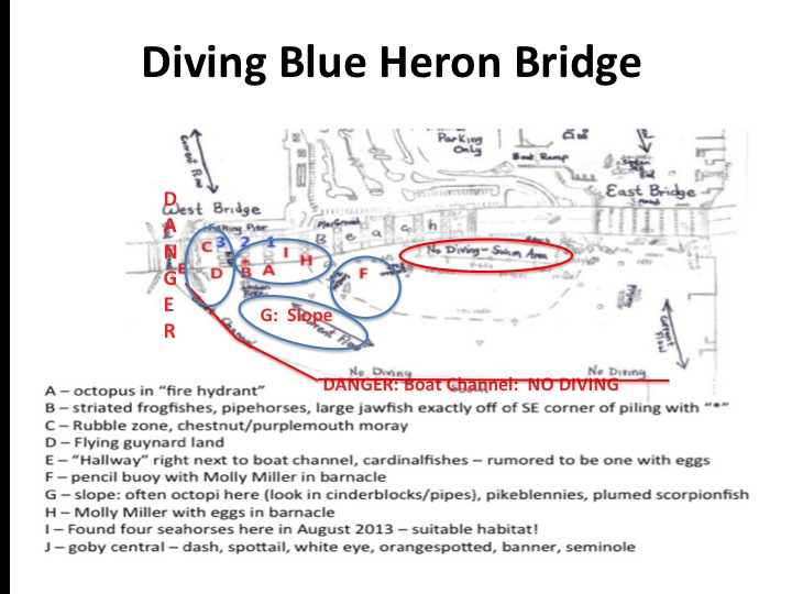 Blue Heron Bridge Shore Dive | Reef Environmental Education Foundation